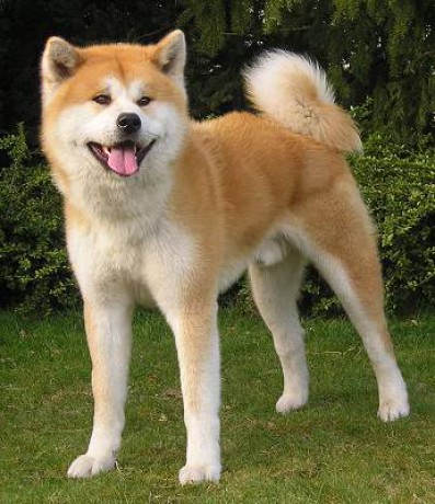 akita-inu