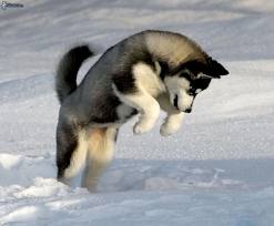 images-24